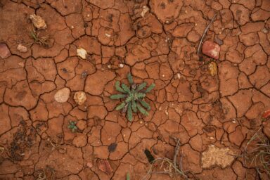Cracked, dry earth with a small plant growing through it