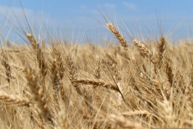 grain and sky