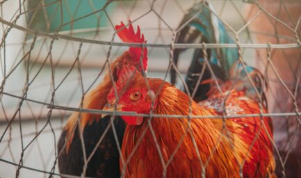 Two hens confined inside a wire cage on a farm