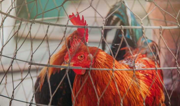 Two hens confined inside a wire cage on a farm
