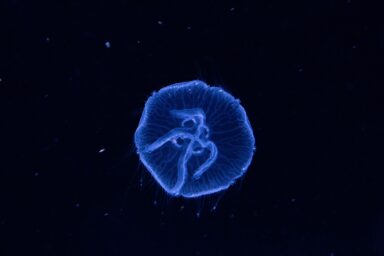 A single translucent blue jellyfish floating in dark water