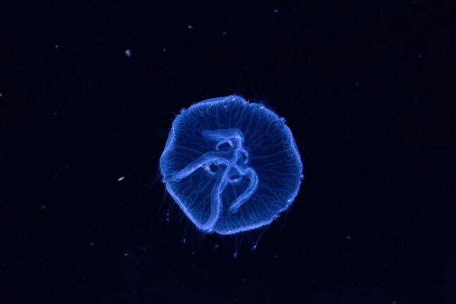 A single translucent blue jellyfish floating in dark water