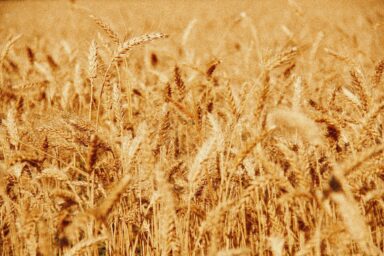 Close-up of a ripe golden wheat field ready for harvest