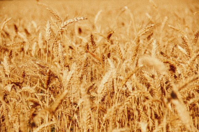 Close-up of a ripe golden wheat field ready for harvest