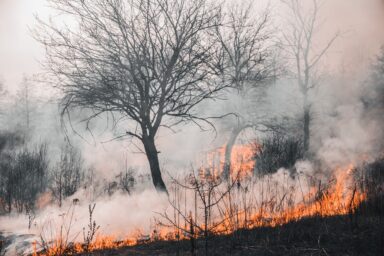 Smoke and flames spread through dry grass and undergrowth beneath bare trees.