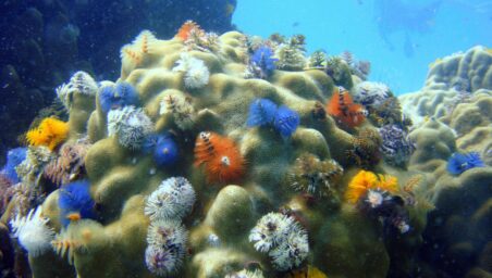 christmas tree worms