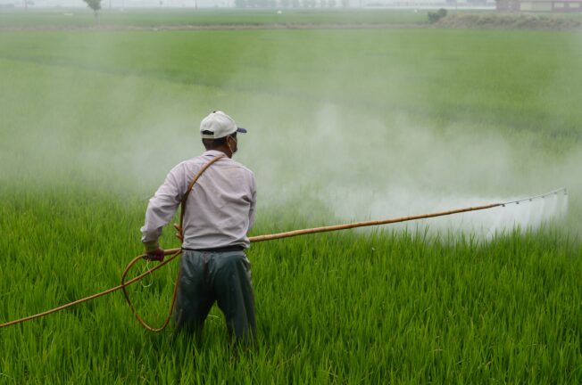 A man sprays pesticide on a green crop field