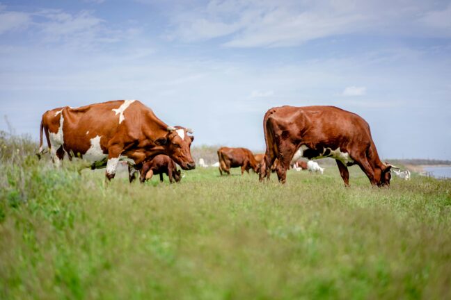 Herd of brown-and-white cattle grazing on a green pasture under blue sky