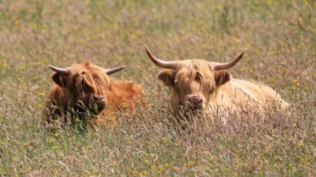 Two cows in the field