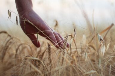 hand in agricultural field