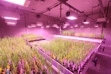Rows of labelled cereal seedlings in pots under purple grow lights in a plant growth chamber