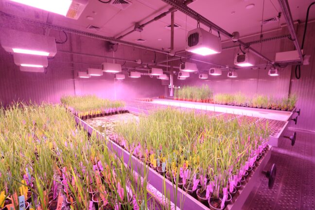Rows of labelled cereal seedlings in pots under purple grow lights in a plant growth chamber