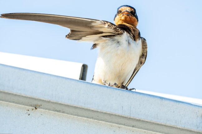 bird with a right wing