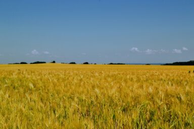 Field looking like Ukraine flag
